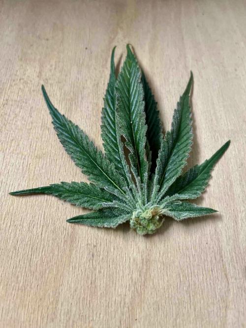 dirty banana gen1 /DWC. Week 15