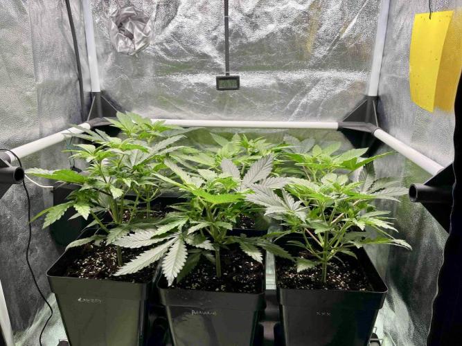 greenhouse26 /living soil. Week 6