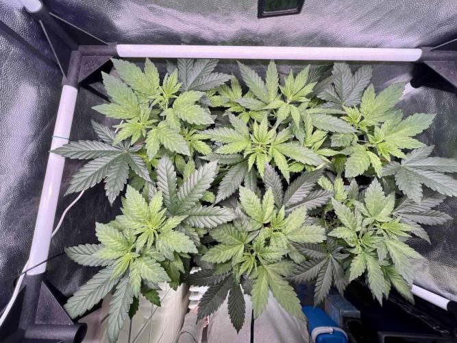 greenhouse26 /living soil. Week 6