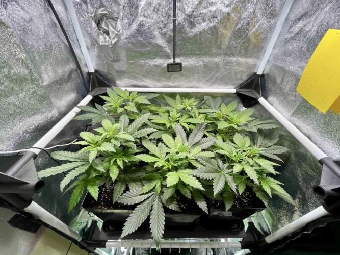 greenhouse26 /living soil. Week 6