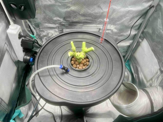 cherry clon #5 /DWC. Week 15