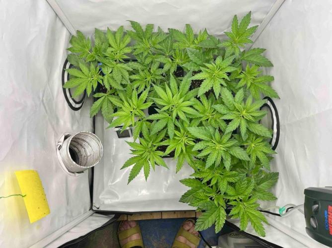 phenohunt26 /living soil. Week 7