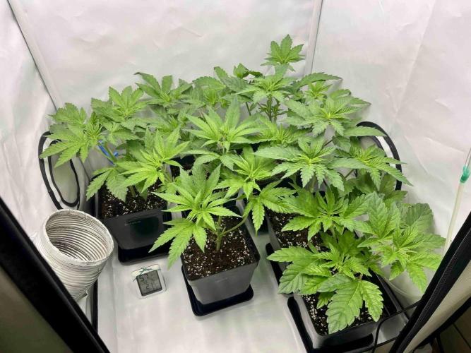 phenohunt26 /living soil. Week 7