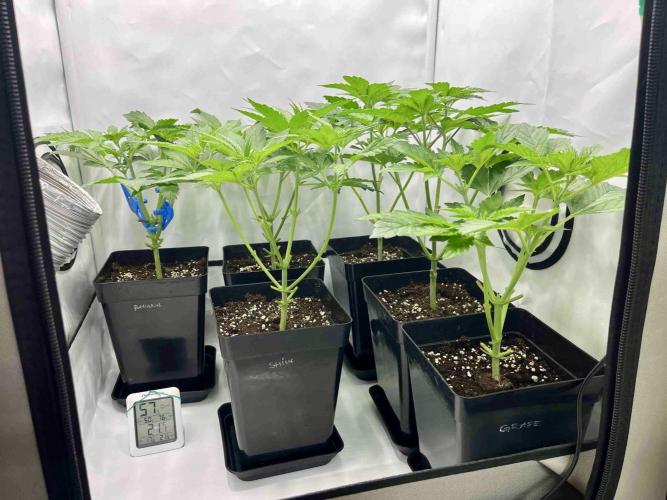 phenohunt26 /living soil. Week 7