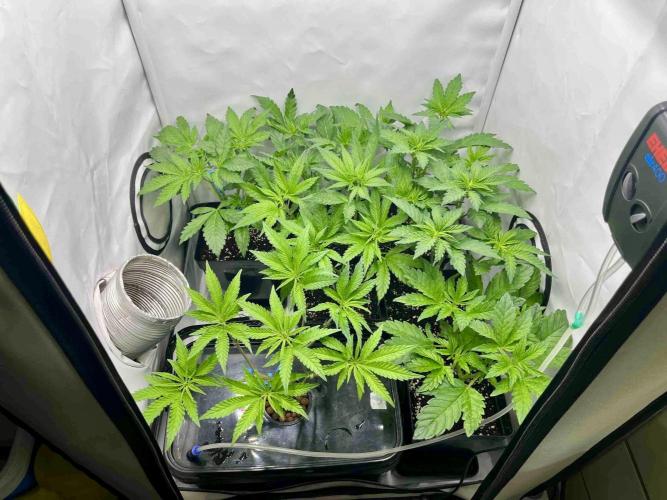 phenohunt26 /living soil. Week 7