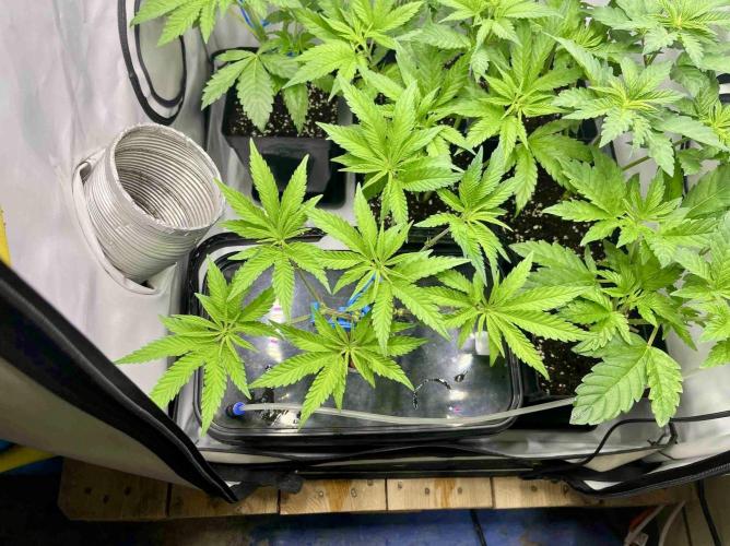 phenohunt26 /living soil. Week 7 - cherry klon