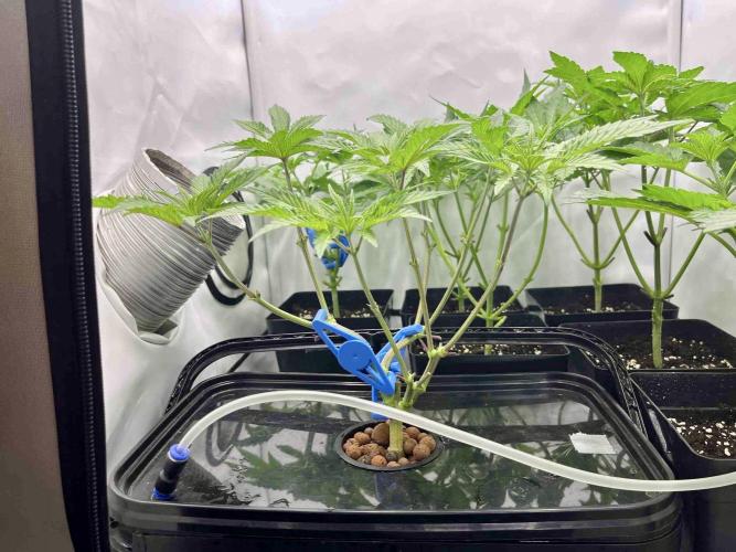 phenohunt26 /living soil. Week 7 - cherry klon