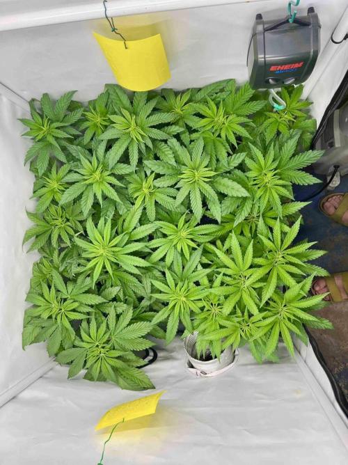 phenohunt26 /living soil. Week 8