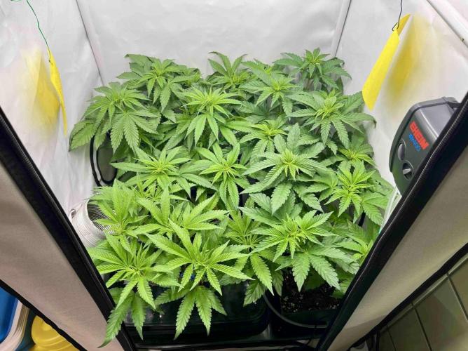 phenohunt26 /living soil. Week 8