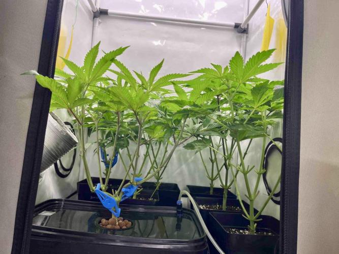 phenohunt26 /living soil. Week 8