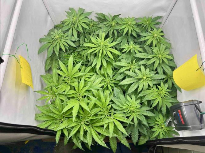 phenohunt26 /living soil. Week 9