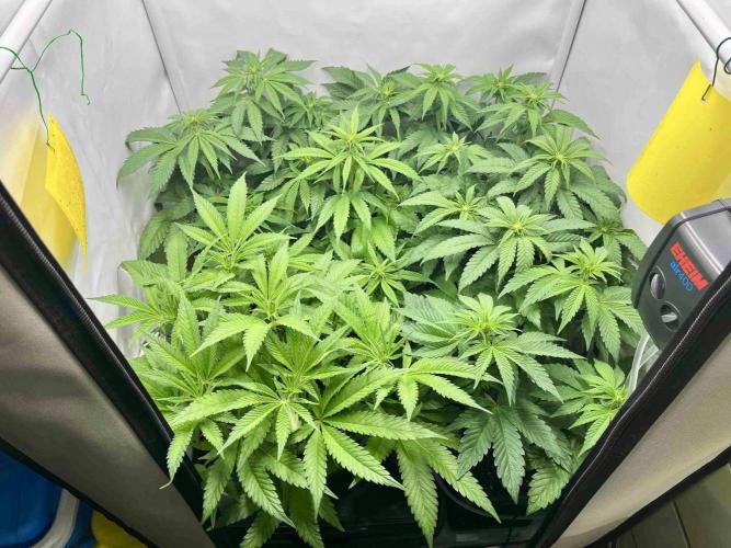 phenohunt26 /living soil. Week 9