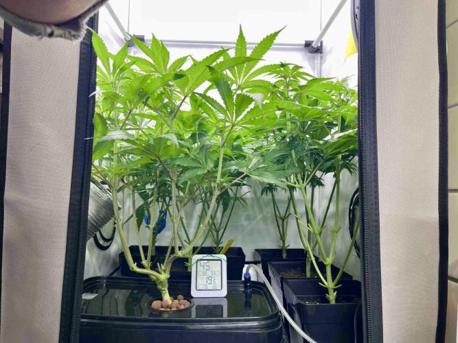 phenohunt26 /living soil. Week 9