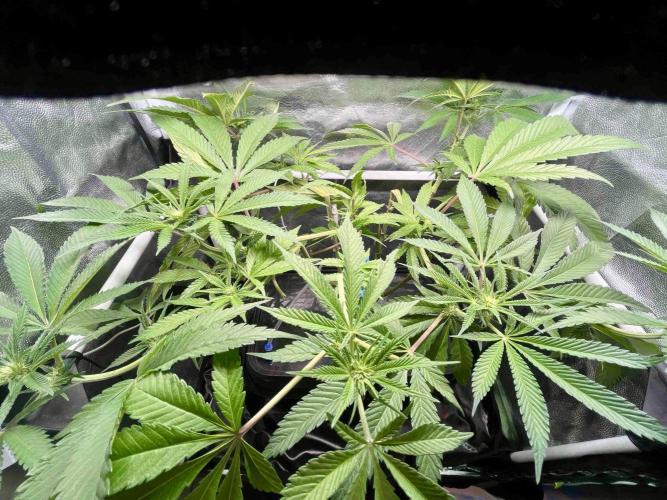 phenohunt26 /living soil. Week 10