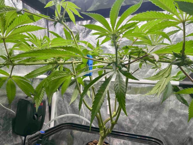 phenohunt26 /living soil. Week 10