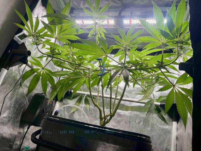phenohunt26 /living soil. Week 10
