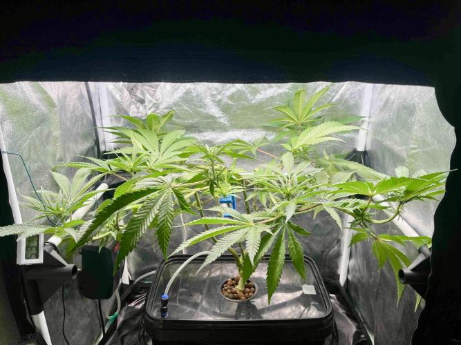 phenohunt26 /living soil. Week 10