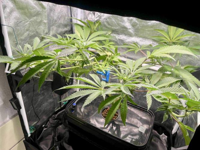 phenohunt26 /living soil. Week 10
