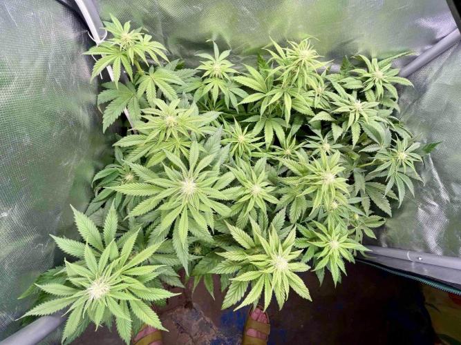 phenohunt26 /living soil. Week 10