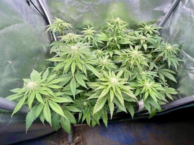phenohunt26 /living soil. Week 10