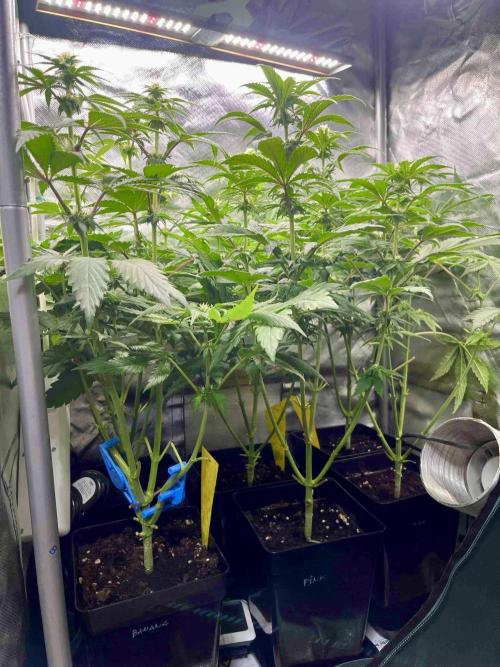 phenohunt26 /living soil. Week 10