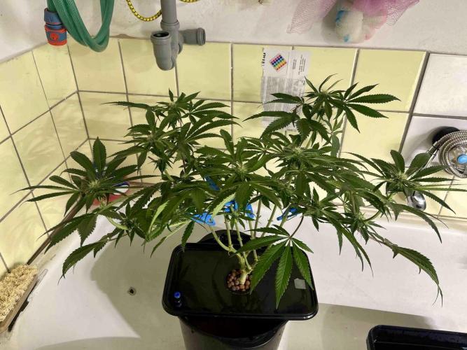phenohunt26 /living soil. Week 11