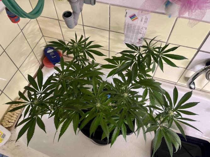 phenohunt26 /living soil. Week 11