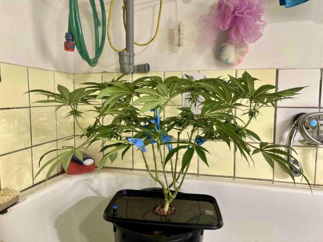 phenohunt26 /living soil. Week 11