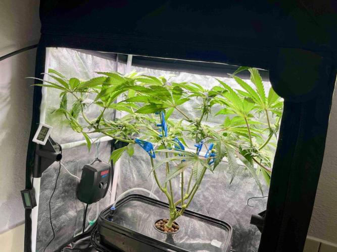 phenohunt26 /living soil. Week 11