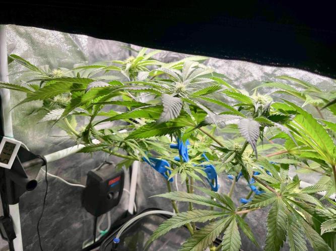 phenohunt26 /living soil. Week 11