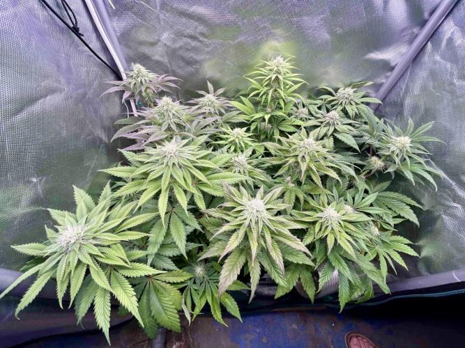 phenohunt26 /living soil. Week 11