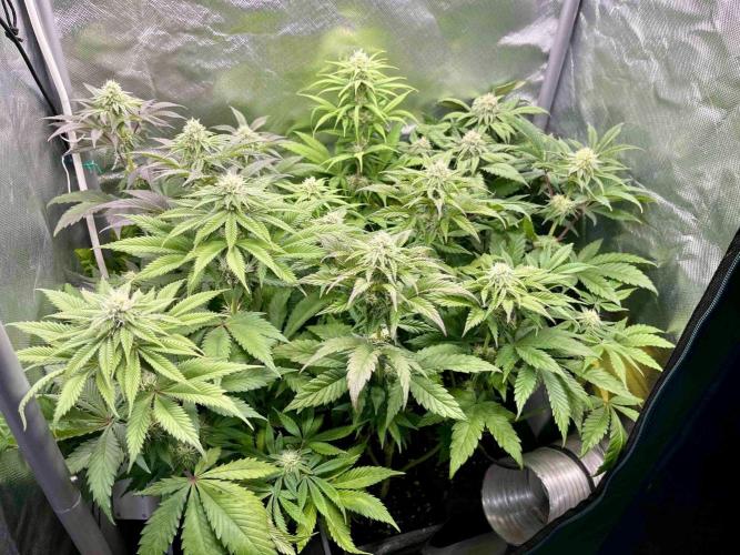 phenohunt26 /living soil. Week 11