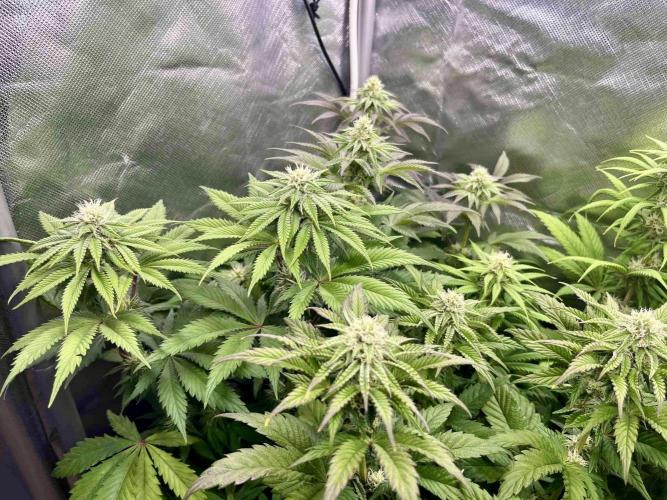 phenohunt26 /living soil. Week 11