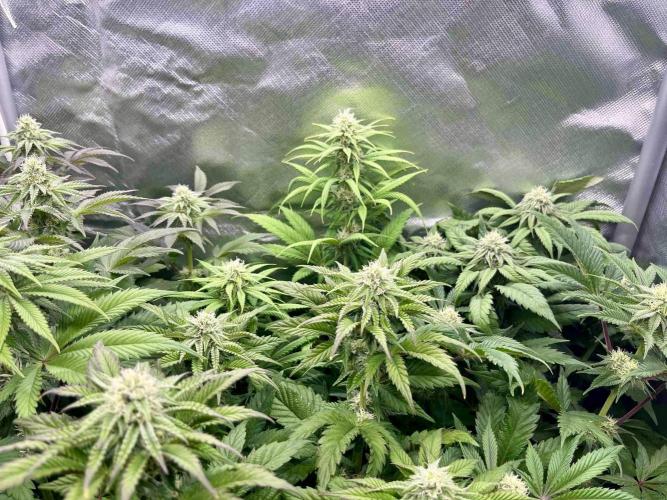 phenohunt26 /living soil. Week 11