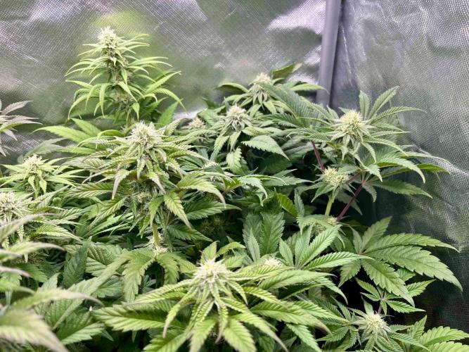 phenohunt26 /living soil. Week 11