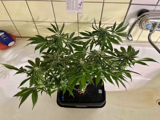 phenohunt26 /living soil. Week 12