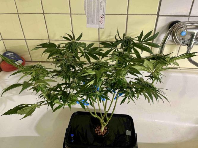 phenohunt26 /living soil. Week 12