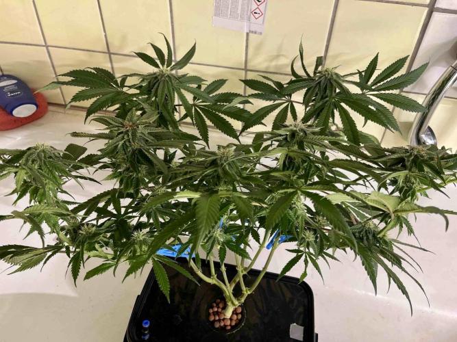 phenohunt26 /living soil. Week 12