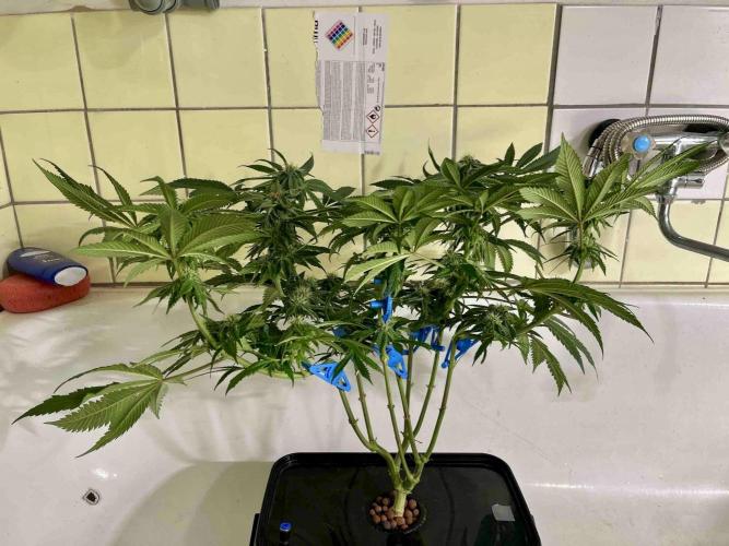 phenohunt26 /living soil. Week 12