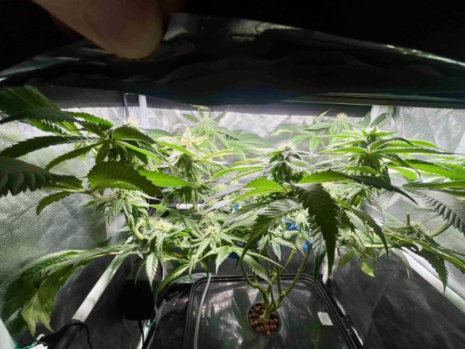 phenohunt26 /living soil. Week 12