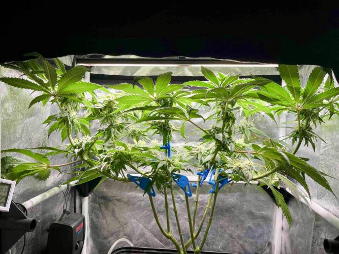phenohunt26 /living soil. Week 12