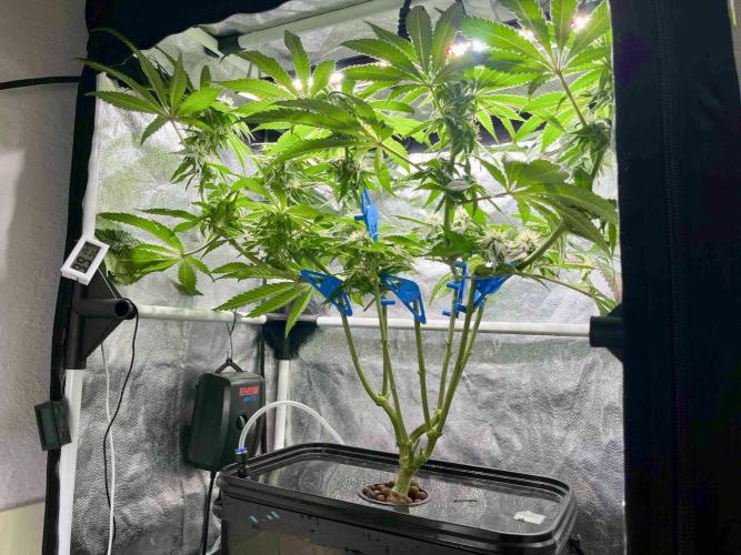phenohunt26 /living soil. Week 12