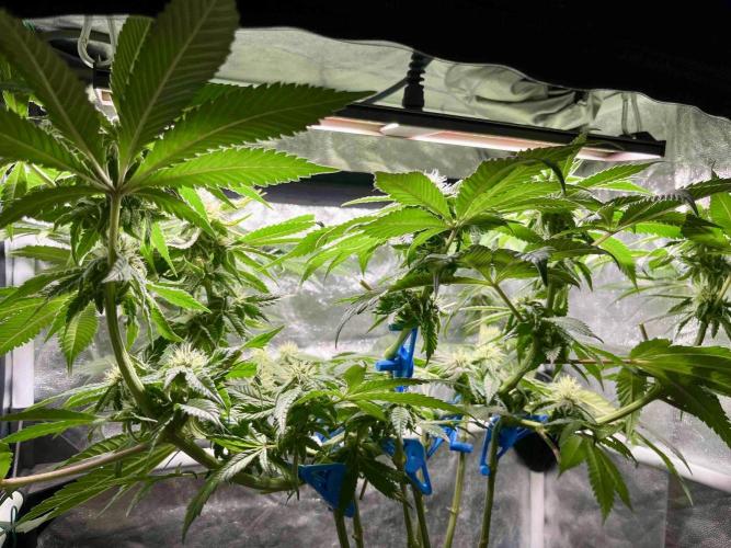 phenohunt26 /living soil. Week 12