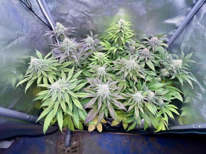phenohunt26 /living soil. Week 12