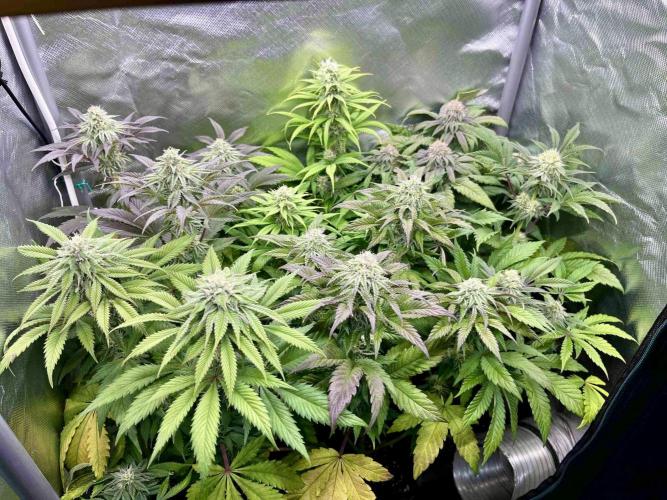 phenohunt26 /living soil. Week 12