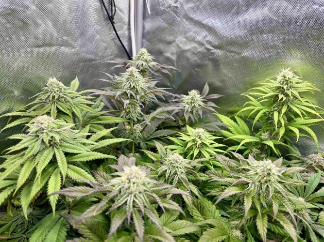 phenohunt26 /living soil. Week 12