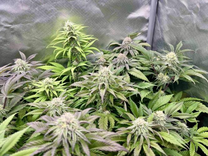 phenohunt26 /living soil. Week 12