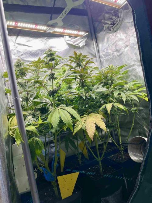 phenohunt26 /living soil. Week 12