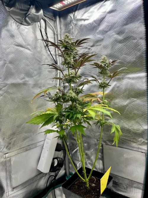 phenohunt26 /living soil. Week 13 - Grape Diamonds #17 x Grandpa's Cookies #6