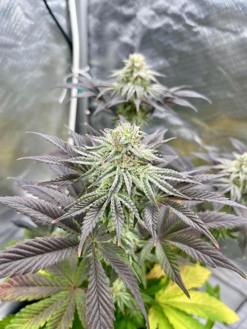 phenohunt26 /living soil. Week 13 - Grape Diamonds #17 x Grandpa's Cookies #6